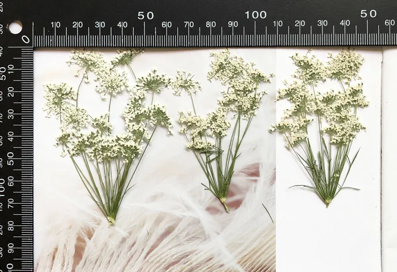 5-7cm/12pcs,Snow Tiny Flowers  - Craft Embellishments review and price